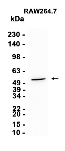 AYD12718