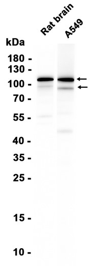 AYD12534