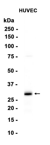 AYD12748