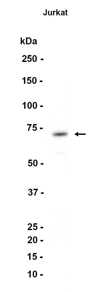 AYD11850
