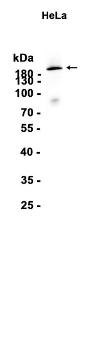 AYD13124