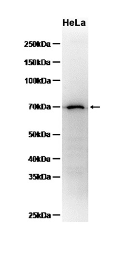 AYD12441