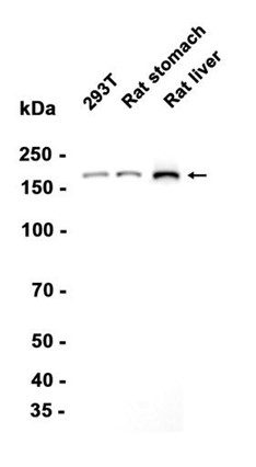 AYD13670
