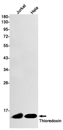 AYD13952