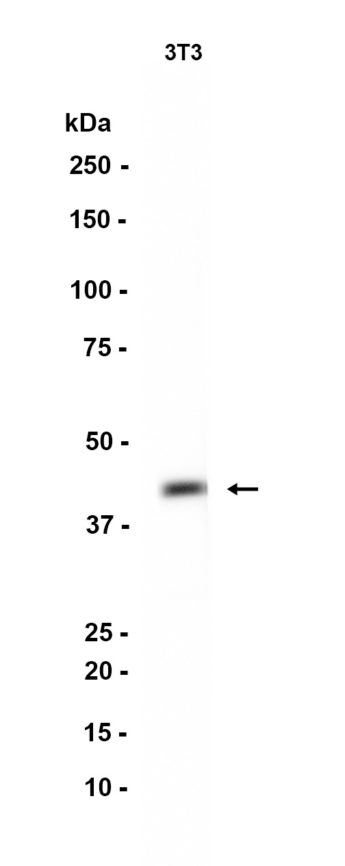 AYD11668