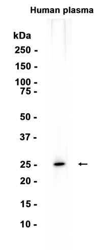 AYD12726