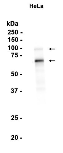 AYD14908