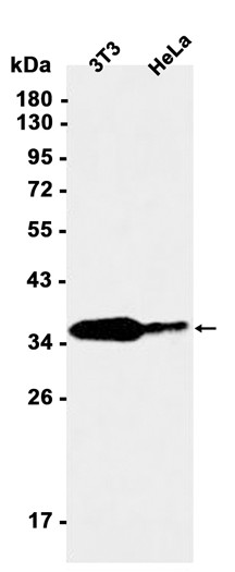 AYD13732