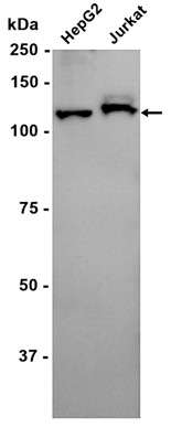 AYD15174