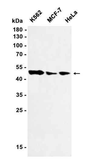 AYD11564