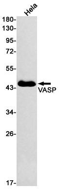 AYD11705
