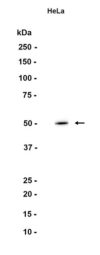 AYD12535