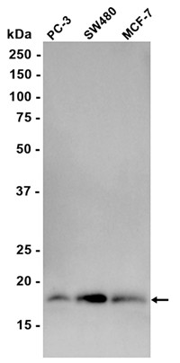 AYD15471
