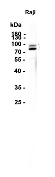 AYD15508