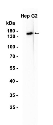 AYD12907