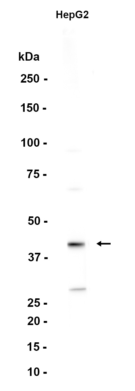 AYD15569