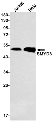 AYD11743
