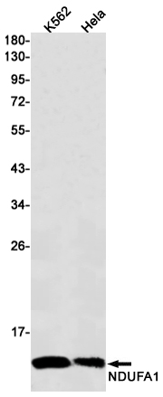AYD14775