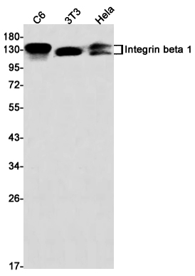 AYD11811