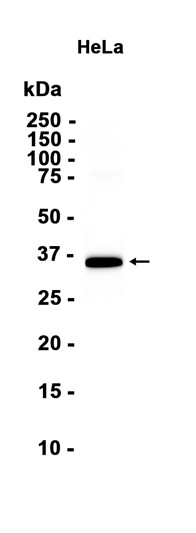 AYD12996