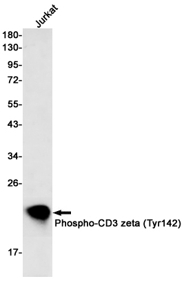 AYD13264