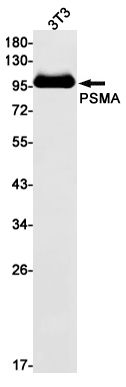 AYD12433