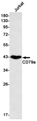 AYD11748