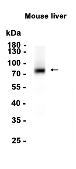 Bche (YD35713) Rabbit mAb
