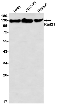 AYD12851