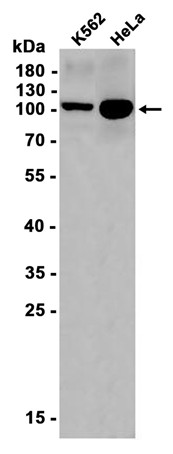AYD12002