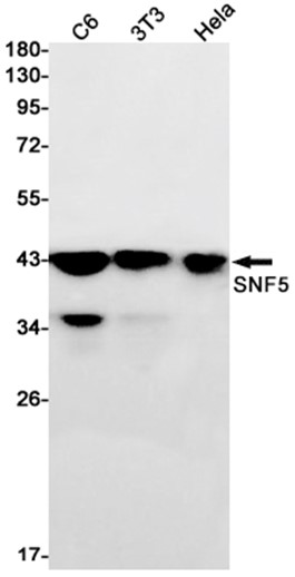 AYD12728