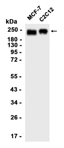 AYD14596