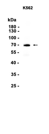AYD15726