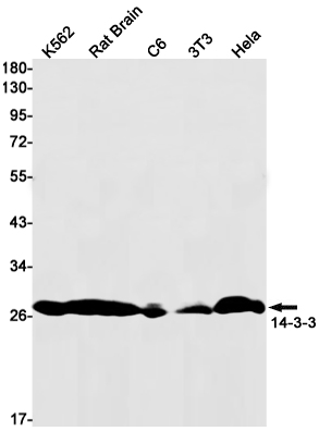 14-3-3 (YD12777) Rabbit mAb