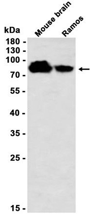 AYD11446