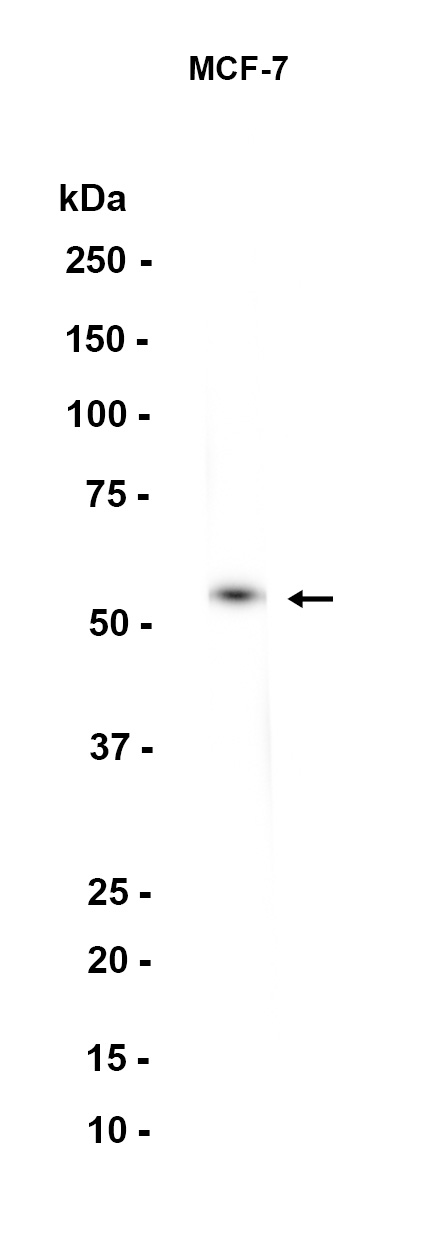 AYD13097