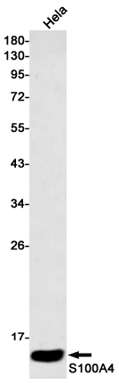 AYD14618