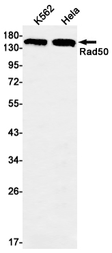 AYD12052