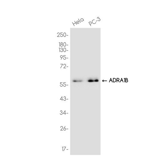 AYD14586
