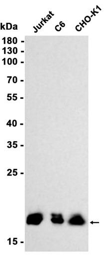 AYD11599