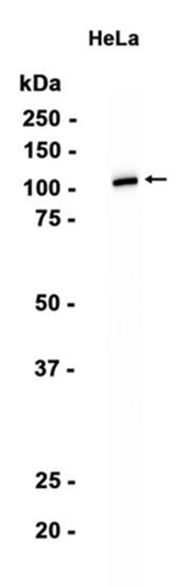 AYD15564