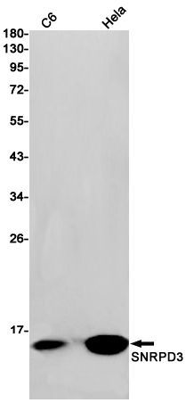 AYD12162