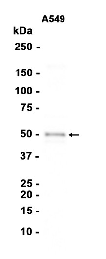 AYD13299