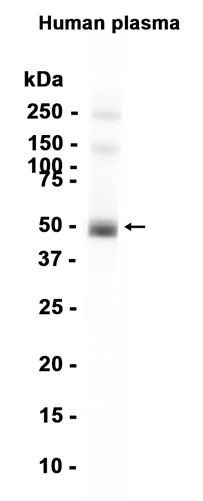 Human IgG (YD31637) Rabbit mAb