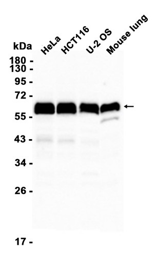 AYD12682
