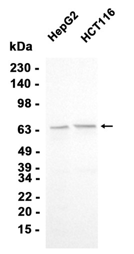 AYD11847