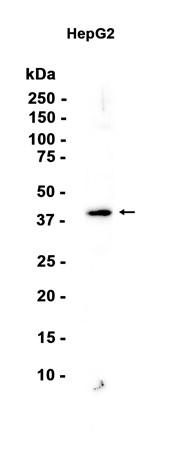 AYD13062