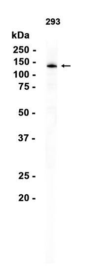 AYD14482