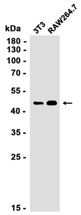 AYD12537