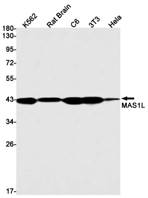AYD13766